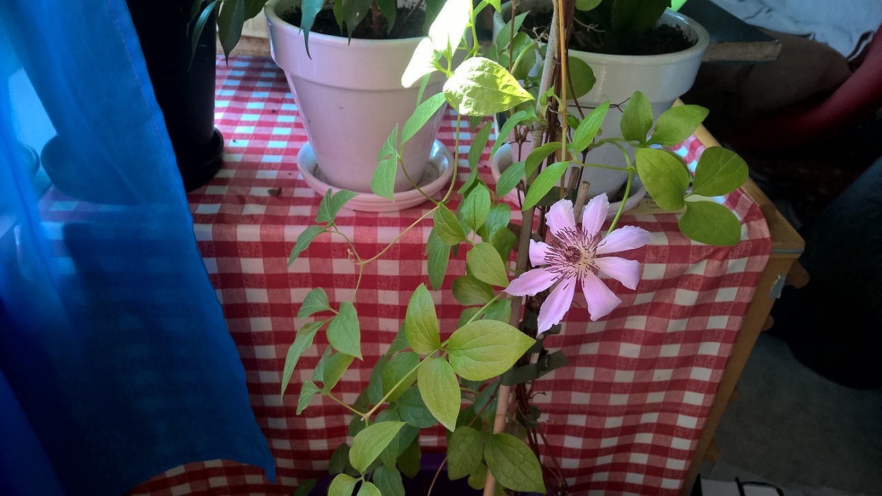 A pink clematis flower on a vine